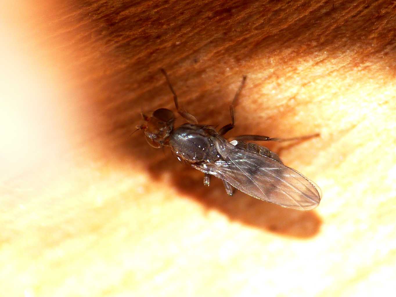 Geomyza tripunctata (Opomizidae) - Ostia (RM)